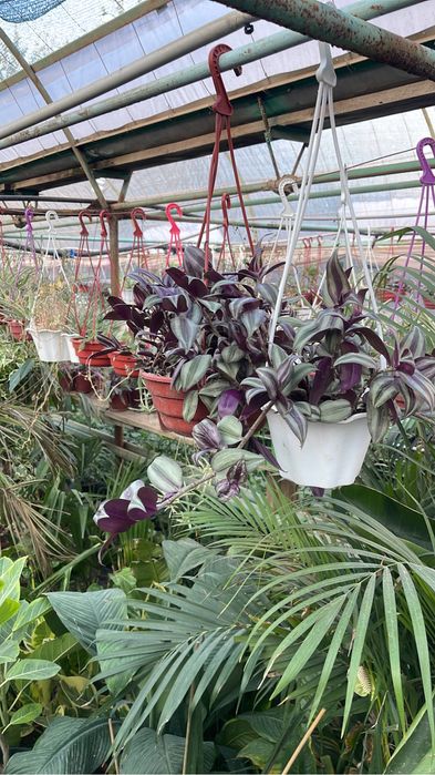 Комнатные растения оптом и в розницу