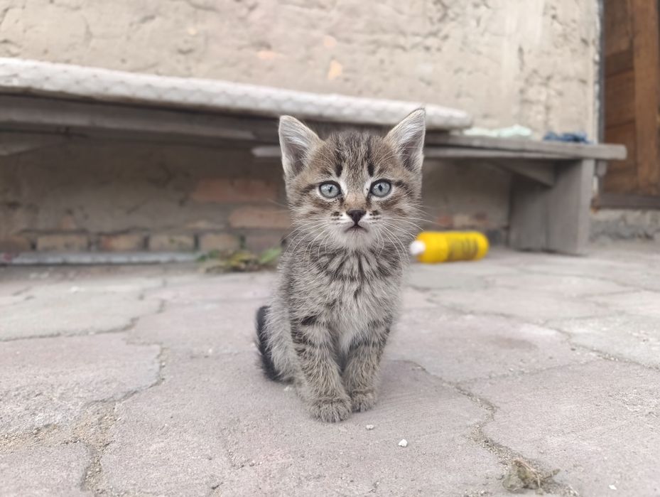 Милые котята в добрые руки