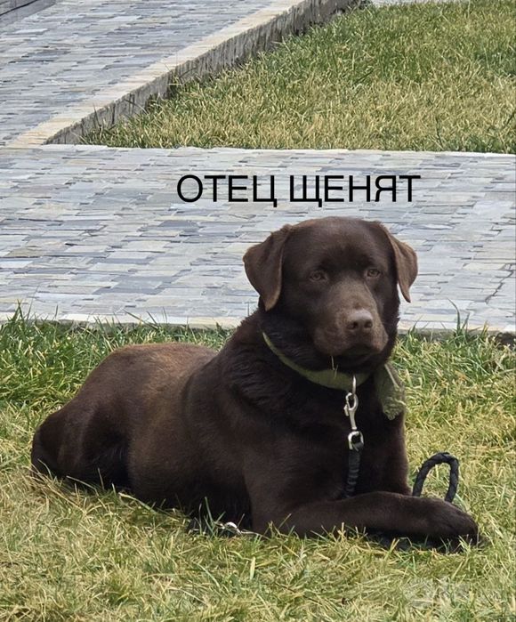 Продаются щенки породы ЛАБРАДОР