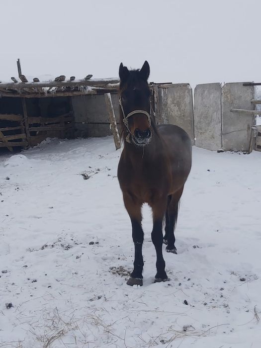 Ат сатамын. Продам коня  650 000