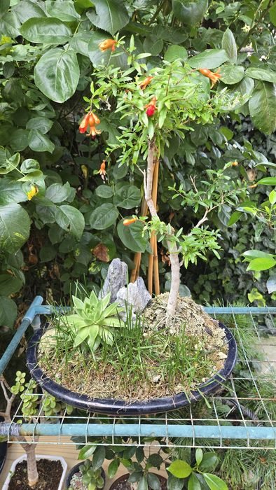 Bonsai Rodiu cu Flori  si Fructe