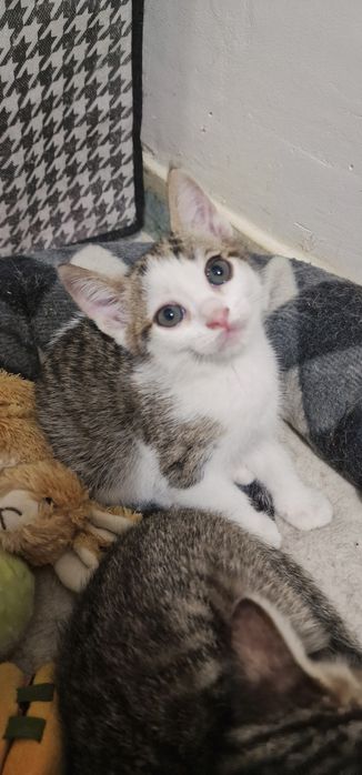 Donez pisoiasi 1 luna si 3 saptamani