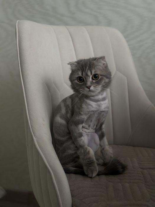 Кошка в добрые ручки