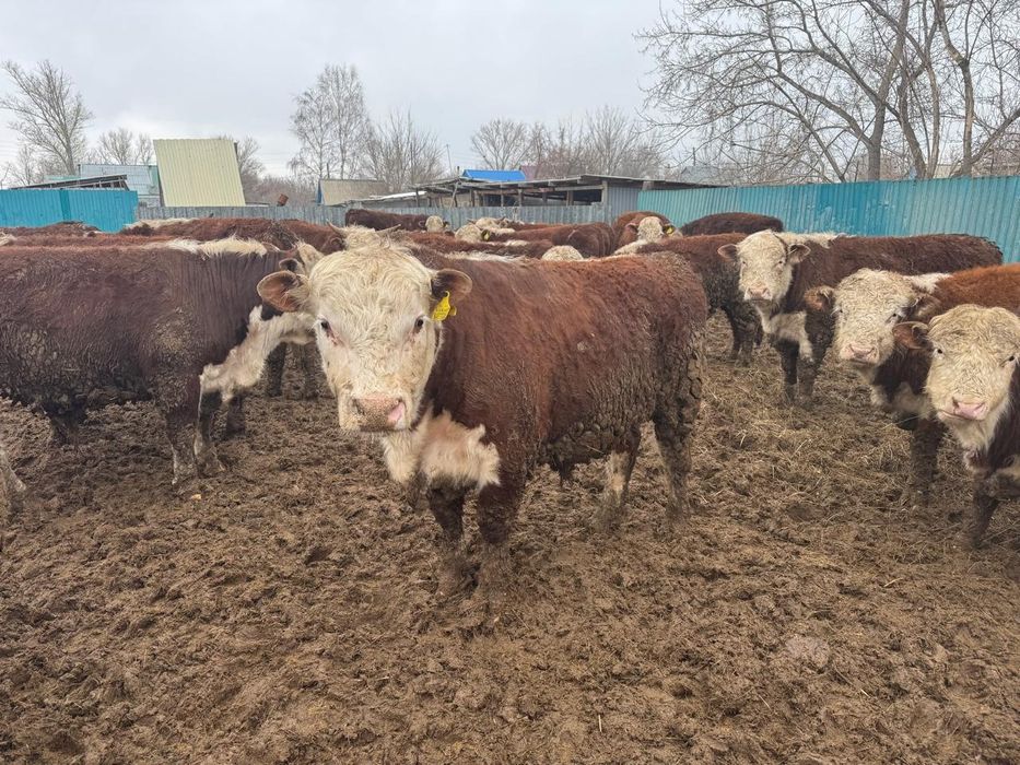 Продам белоголовых бычков.