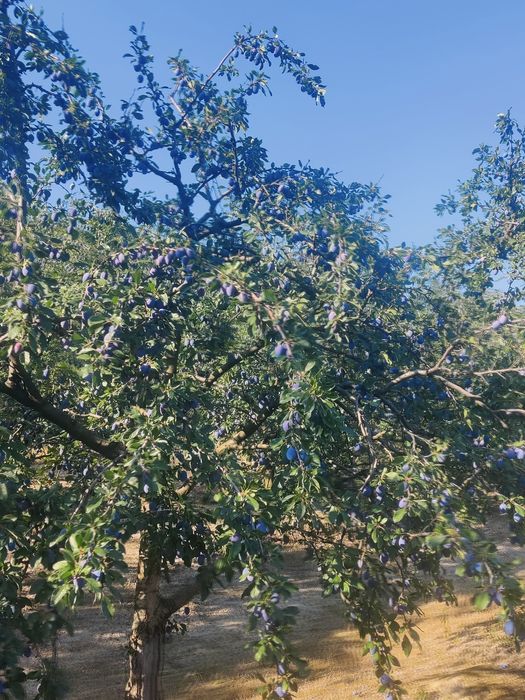 Prune Stanley de vânzare