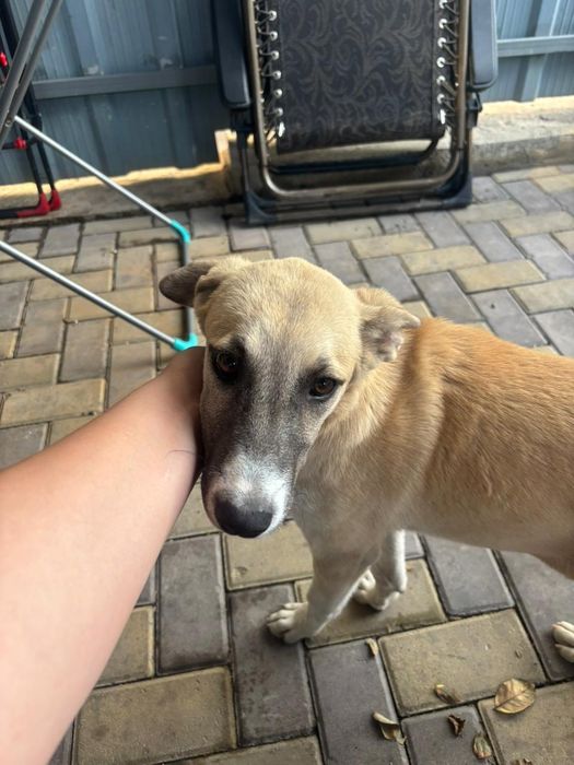 Двортерьер ищет дом