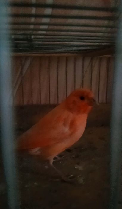 Канарейка Кенар красный