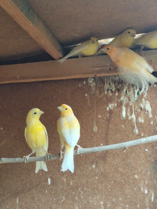 Канарейка бартер на кур