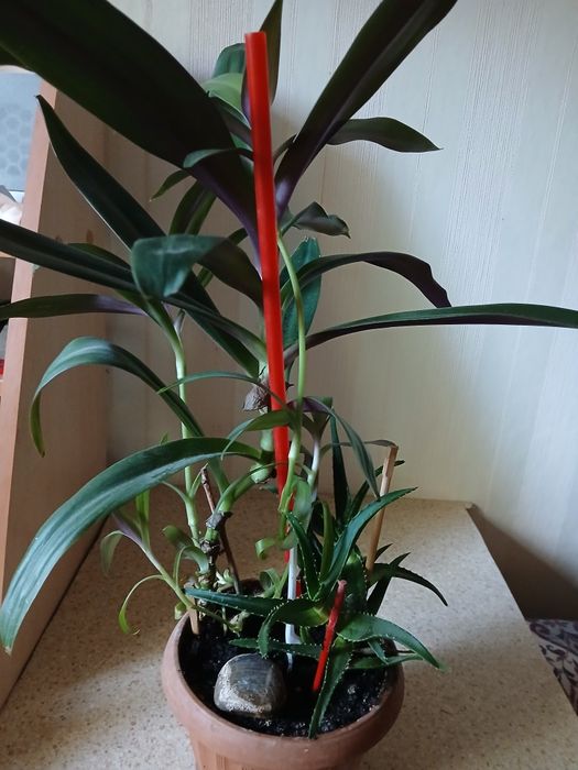 Цветы комнатные.