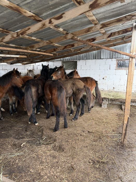 Жабағылар жақсы 11 бас