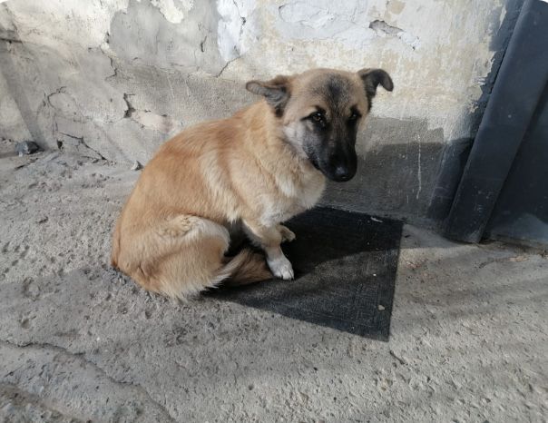 Собачка в добрые руки