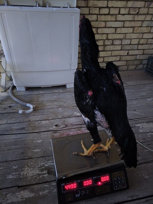 Mayskiy juja sotiladi 4,500kg tayor