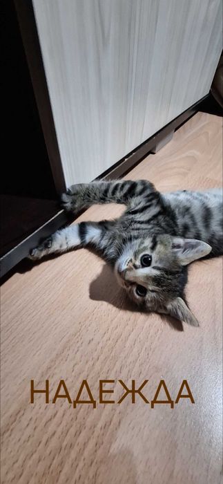 Подаряват се котенца