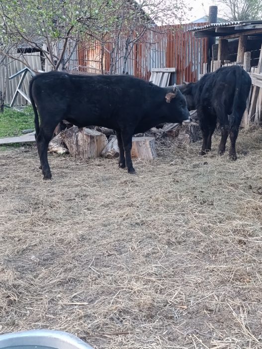 Продам бычки.хорошые