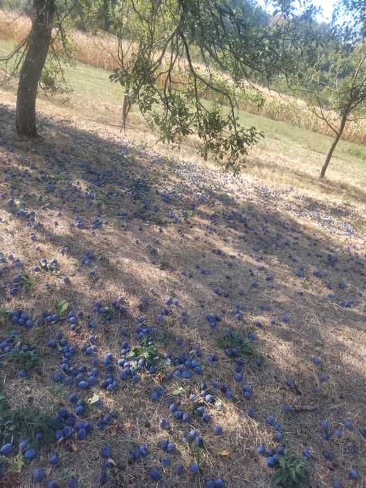 Vând prune pentru țuică /  palinca