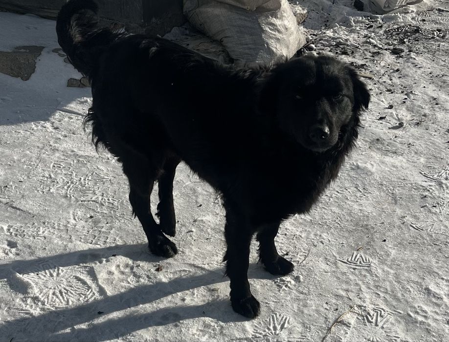 отдам в добрые руки