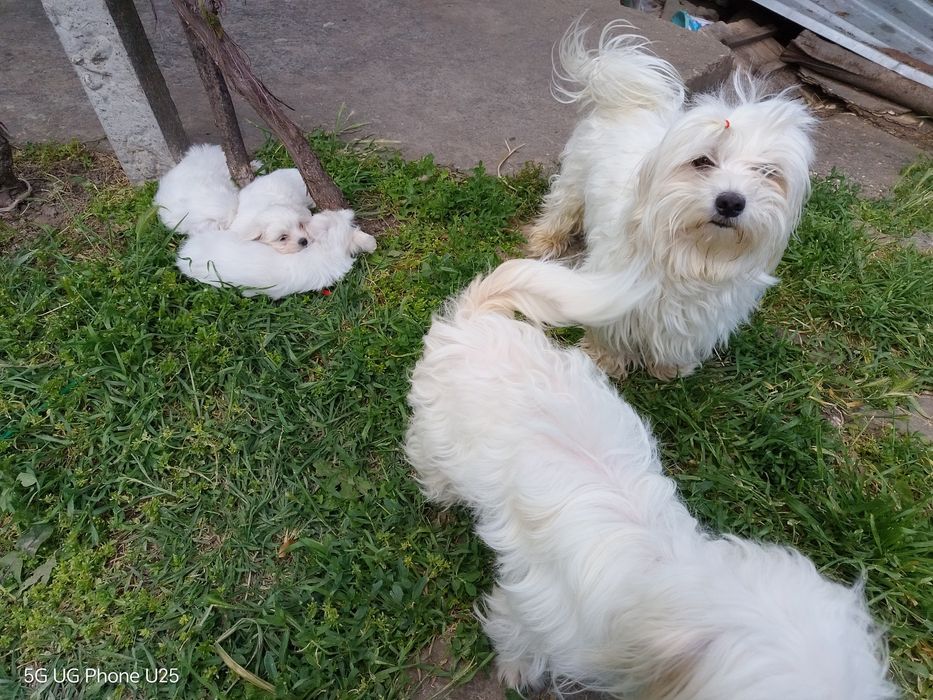 Малтийска болонка - малки пухени сладурчета