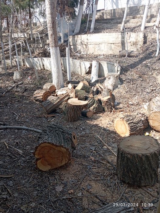 Sotiladigan otin bor