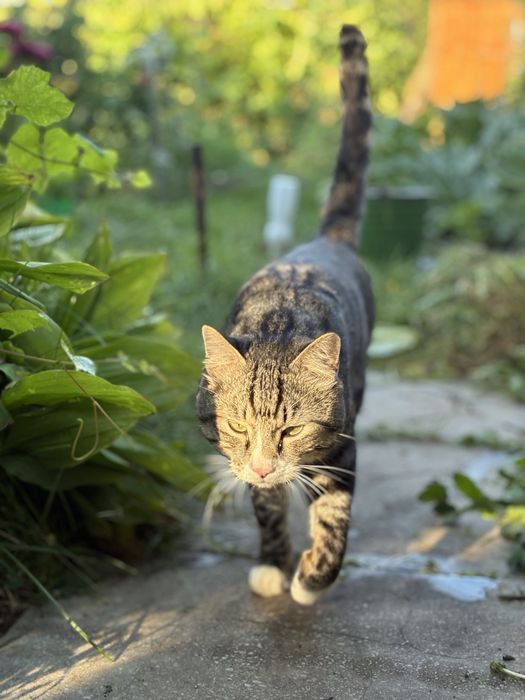 Отдадим котика в хорошие руки