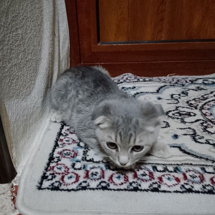 Шотландский кошка 3 месяца