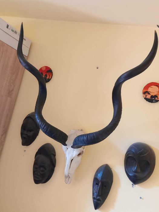 trofeu/trofee/cooarne/craniu de antilopa KUDU imens + masti