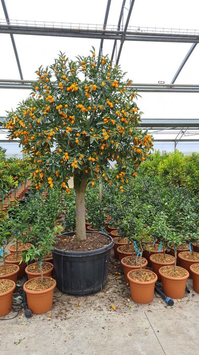 Ilex  evonimus  photinia