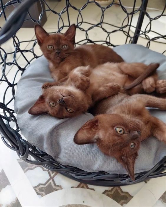 Бурманские котята, европейская бурма