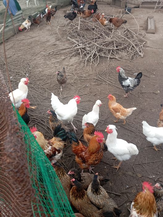 Продам петухов разных