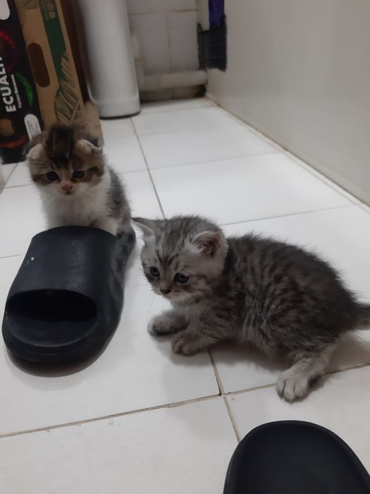 Skotsh fold mushuk sotiladi  4 ta bolasi bor ularniyam sotamiz