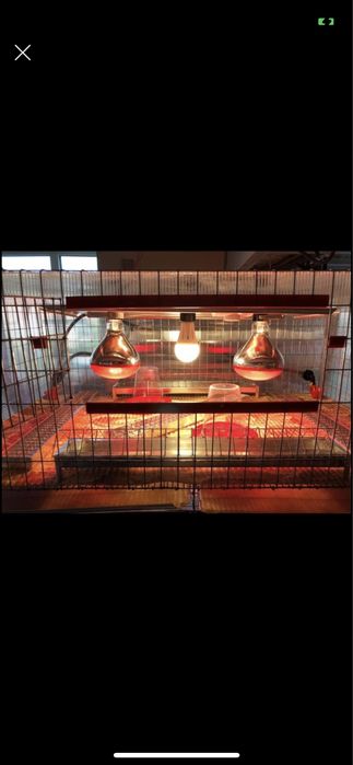 Maternitate păsări