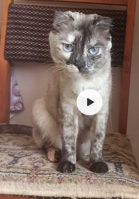 Котята в ответственные руки