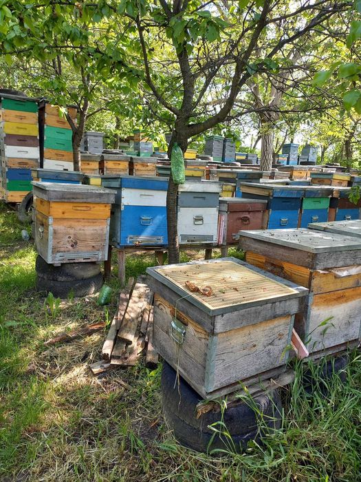 Vand lazi de albine 12 rame+magazii 1/2