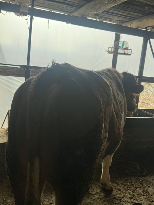 Buqa simmental sotiladi