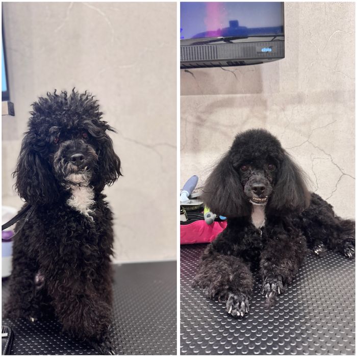 Предлагаю услуги груминга для собак