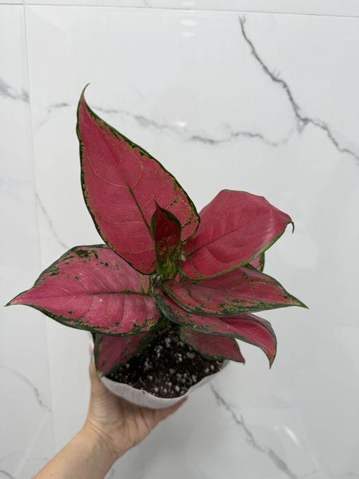 Анлаонема красная