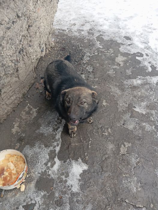 Отдам щенка в хорошие руки