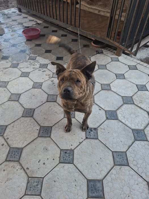 Шейла в дом для охраны