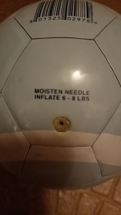 Minge miniatura Argentina, arata foarte bine, campioana mondiala 2022