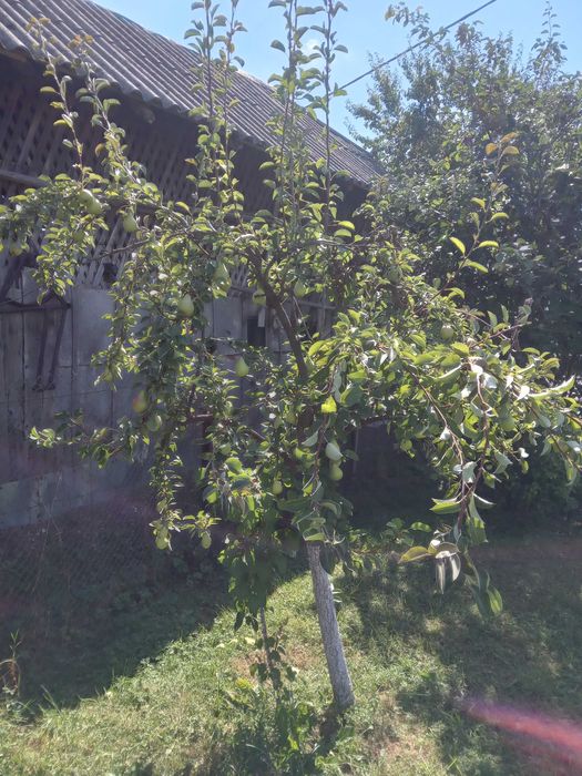 Pere 100% bio, romanesti, de vara, soi Duset alb, nestropite