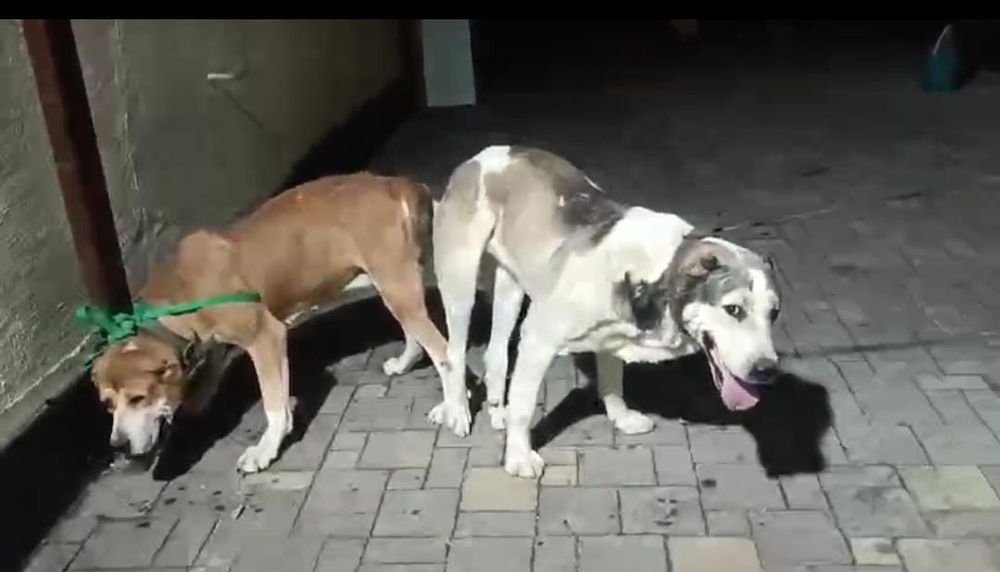 Боец сатылады кушик