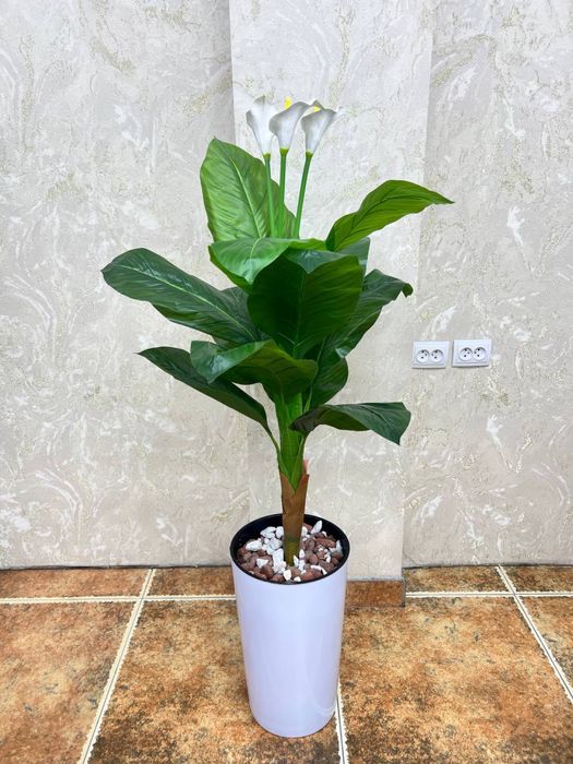 decor gullar sotiladi