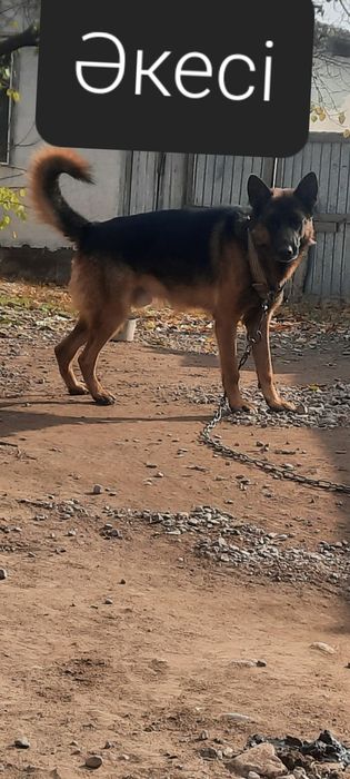 Немецкий Овчарка Күшік Ұрғашы