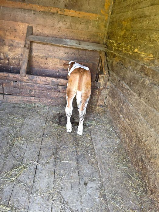 Vaca cu vițel de o săptămână