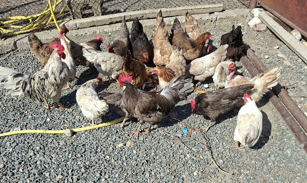 Gaini tinere italiene