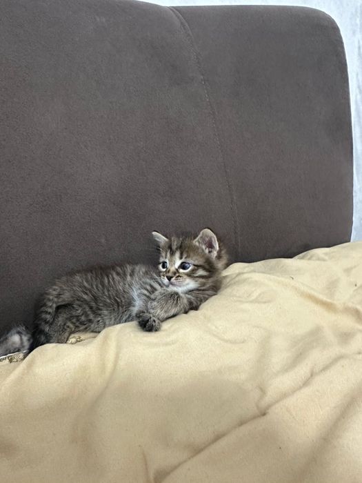 котята мальчики в хорошие руки