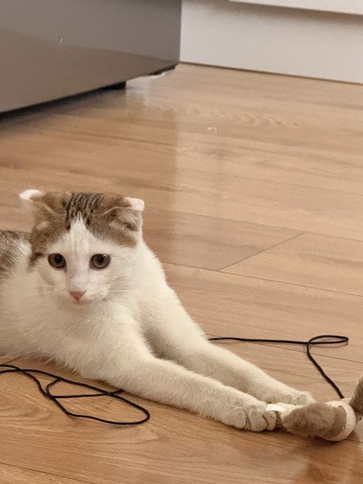 Отдадим кота в хорошие руки
