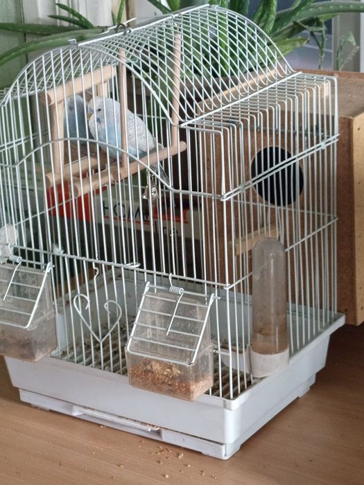 Продаю попугая с клеткой