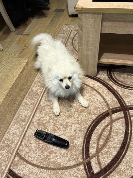 Продавам Померан