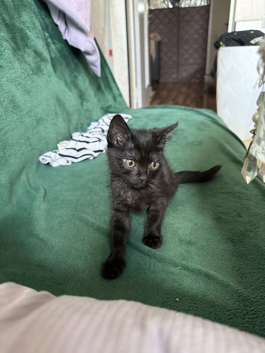 Котенок отдам в добрые руки