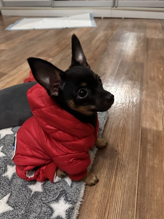 Одежда для собаки